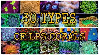 30 TYPES OF LPS CORALS [upl. by Pentheam]