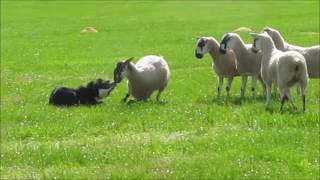 Maccelsfield Sheep Dog Trials 2017 [upl. by Tybie379]