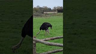 A Few Ostriches shorts wildlife wildlifephotography [upl. by Favrot57]