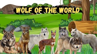 wolf of the world  amazing wolf  names of wolf kids education  types of wolf  kinds of wolf [upl. by Jeannine40]