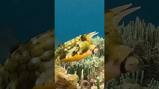 The Longhorn Cowfish Natures Underwater Bulls [upl. by Ahsienaj]