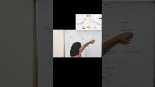 Energy production from food  How carbohydrates protein and fat gives energy  metabolism ATP [upl. by Ysabel]