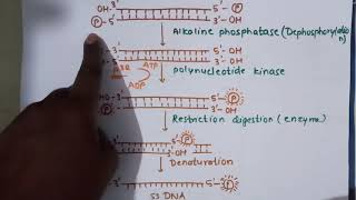 Maxam–Gilbert sequencingहिंदी में sequencing [upl. by Larner]