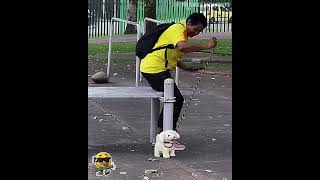 The change of dog  Part 2 🦮 😂 shortvideo [upl. by Trudy]