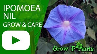 Ipomoea nil  growing and care [upl. by Anehsat]