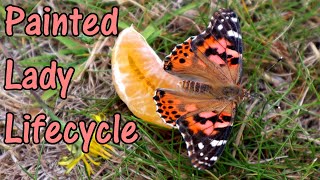 How To Look After Painted Lady Butterflies  The Life Cycle Of The Painted Lady [upl. by Aimit]