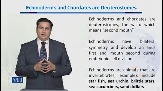 Echinoderms amp Chordates are Deuterostomes  Biodiversity amp EvolutionII  BT201Topic045 [upl. by Otti690]