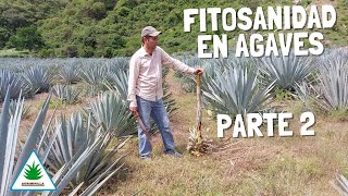 FITOSANIDAD EN AGAVES PARTE 2 [upl. by Assenav]