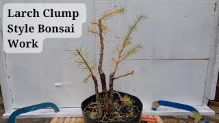 1 Larch Clump Style Bonsai is Pruned and Wired [upl. by Tibbetts]