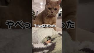 モテたいこねるだけのパン屋 ねこ catvideos ねこのいる生活 猫のいる暮らし [upl. by Danella]