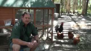 Worm Mite amp Lice All In One Treatment For Chickens amp Quail Ivermectin [upl. by Eniron]