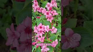 WEIGELA FLOWERS [upl. by Misaq]