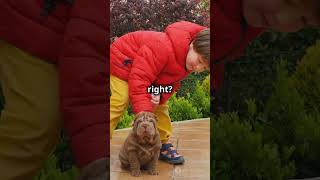 Fun Facts About Shar Pei Dogs [upl. by Ueihttam607]