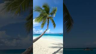 Pictureperfect dayBlue skies turquoise waters and the shade of a palm tree in paradise maldives [upl. by Sanyu744]