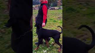 Marleen amp Loki trainieren für die Begleithundeprüfung ♥️ dobermann [upl. by Robaina]