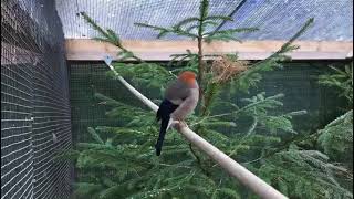 Roodkopgoudvink Pyrrhula Erythrocephala Red headed bullfinch [upl. by Malcolm727]