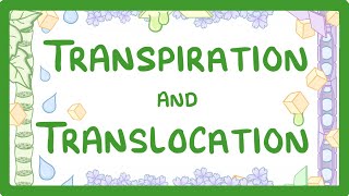 GCSE Biology  Transport in plants  Translocation Phloem and Transpiration Xylem 51 [upl. by Walli589]