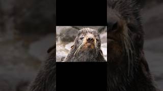 Sound of Northern Fur Seal  Fur Seal Roaring Noises  Arctocephalinae [upl. by Draned]