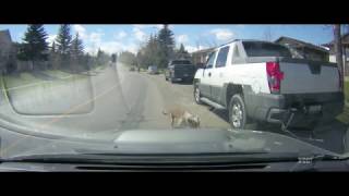 Dog falls out car window its fine [upl. by Duleba]