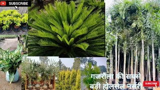 आज आपको हम दिखाते हैं आंध्र और कोलकाता की सभी वैरायटी याgardenplants wholesale nursery 6395718803 [upl. by Nalyt]