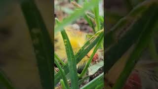 Wisconsin Summer ep10 Whitemarked Tussock Moth wisconsin summer wildlife garden catterpillar [upl. by Adnoma898]