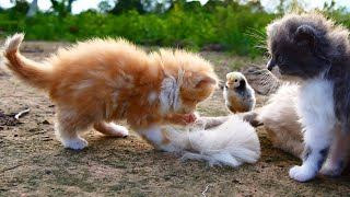 Wonderful Kitten Simba Having Fun With Dads Tail😻😻😹😹 [upl. by Blair]