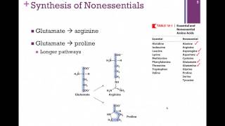 136Synthesis of Nonessential Amino Acids [upl. by Alamac518]