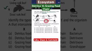 Ecosystem I Detritus vs Grazing Food Chain [upl. by Woodie]