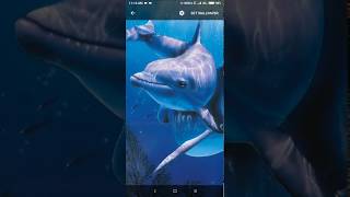 dolphin live wallpaper [upl. by Ingram]