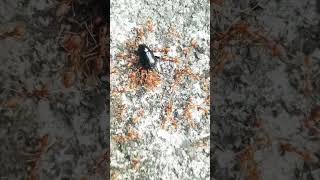 Ant Power 💪🐜 💪fire ants vs black bettleinsects ants fireants wildlife [upl. by Shawnee83]