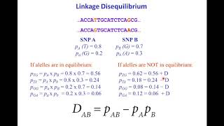 SNPs haplotypes and linkage disequilibrium [upl. by Nudd]