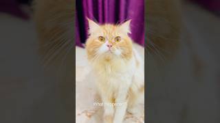 Billu G ye ky kiya😳catcomedy billucat billicomedy cat catvideo sajidcat billug [upl. by Rebmak23]