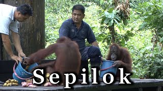 Sepilok orangutan sanctuary Borneo 🇲🇾 [upl. by Ailices]