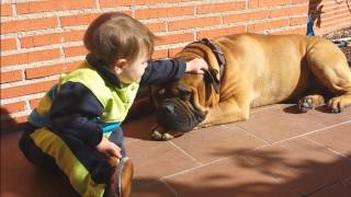 BULLMASTIFF CON UN BEBE BULLMASTIFF WITH A BABY [upl. by Noraed]