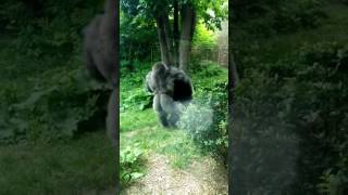 Gorilla Fight Omaha Zoo [upl. by Airdnola]