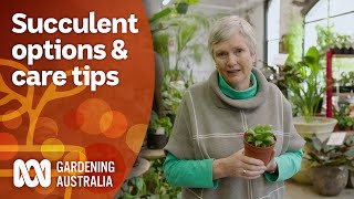 How to choose the best succulent for your space and care tips  Gardening 101  Gardening Australia [upl. by Player]