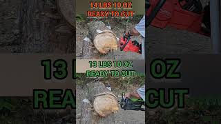 Milwaukee vs Greenworks 16quot class chainsaw  16 inch log [upl. by Zerat]