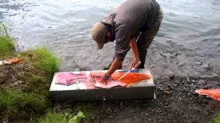 Filleting 40lb King Salmon [upl. by Edie]