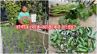 আমেরিকার সখের বাগান থেকে আজকের সংগ্রহআমাদের বাগানের রসুন গাছ কি যে সুন্দর মাশাআললাহ [upl. by Jahdol]