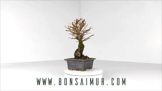 Bonsái Zelkova Nire [upl. by Ecirpac]