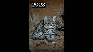 2023 BlackFooted Cat and 5000bce BlackFooted Cat mythical genius viral foryou foryou [upl. by Dahlia]