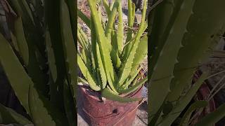 How to propagate Aloe vera🌿shorts aloevera youtubeshorts propagation [upl. by Llehcar584]