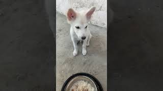 Eagerly waiting for his breakfast 😂morning routineyoutubeshorts breakfast puppy ng [upl. by Nij376]