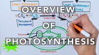 Photosynthesis [upl. by Gilles]