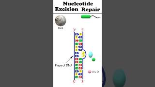 Nucleotide excision repair NER animation dnadamagerepair [upl. by Samira]