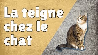 teigne chez le chat  Traitement Causes Contagion Symptômes [upl. by Wadsworth193]