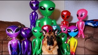 Dog Unmoved By Invasion Prank Funny Dog Sniper Vs Aliens [upl. by Pasco]