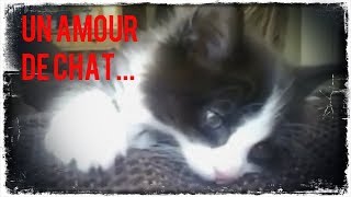 Un amour de chat [upl. by Bernette724]