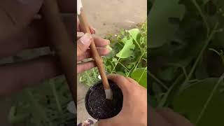 bonsai gardening fruit garden plants satisfying [upl. by Zined]