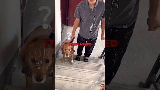 Puppy Milk Mess 🥶🤬🤬🥶 shortvideo puppy pets youtubeshorts animals [upl. by Zaremski]